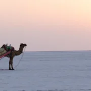 A scenic view of Dholavira in the Great Rann of Kutch, showcasing the Harappan site and beautiful sunsets.