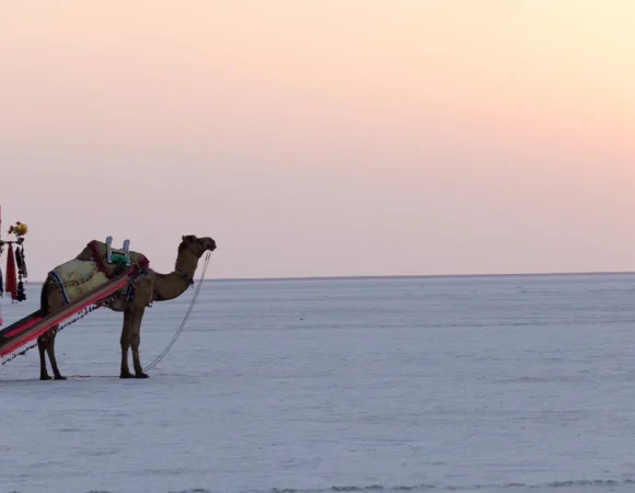 Things to Do in Dholavira in the Great Rann of Kutch, Gujarat